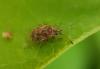 Kleidocerys sp.